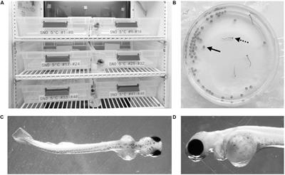 A Research Environment 2 km Deep-Underground Impacts Embryonic Development in Lake Whitefish (Coregonus clupeaformis)